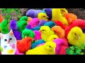 Menangkap ayam lucu, ayam warna warni, ayam rainbow, bebek, angsa, ikan hias, ikan cupang