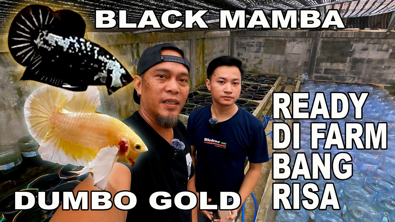 IKAN CUPANG DUMBO GOLD DAN BLACK MAMBA BANYAK DI FARM BANG RISA
