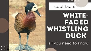 White-faced Whistling Duck facts breeds in sub-Saharan Africa and much of South America