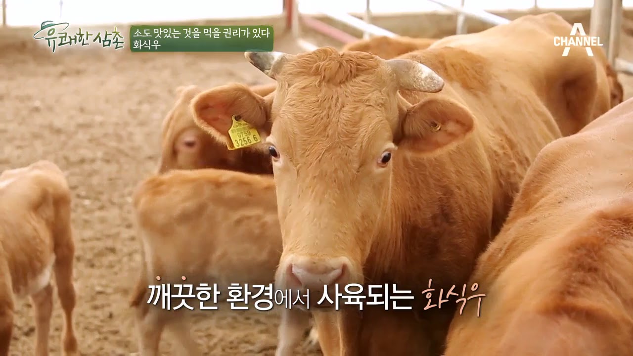 사람이 먹어도 되는 여물?! 화식우의 여물은 어떻게 만들어질까?