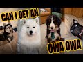 Owa Owa Tiktok Compilation (Other Dogs) (Can I get an Owa Owa)