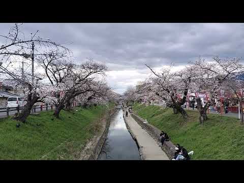 高田千本桜🌸高田川上の橋より (2025/3/30)