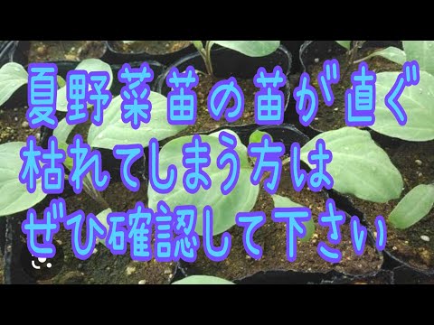 苗がしおれる原因と対策：水やりが原因？すぐに試せる救済方法