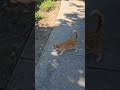 6/23/26 cat walk part 1 the best 🐈‍⬛🚶‍♀️🎶
