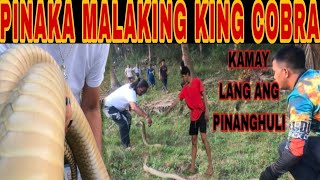 DAMBUHALANG KING COBRA DINAKMA NI BAITAN AT KINAMAY NI MASTER #cobraprince #cobraking #harabas