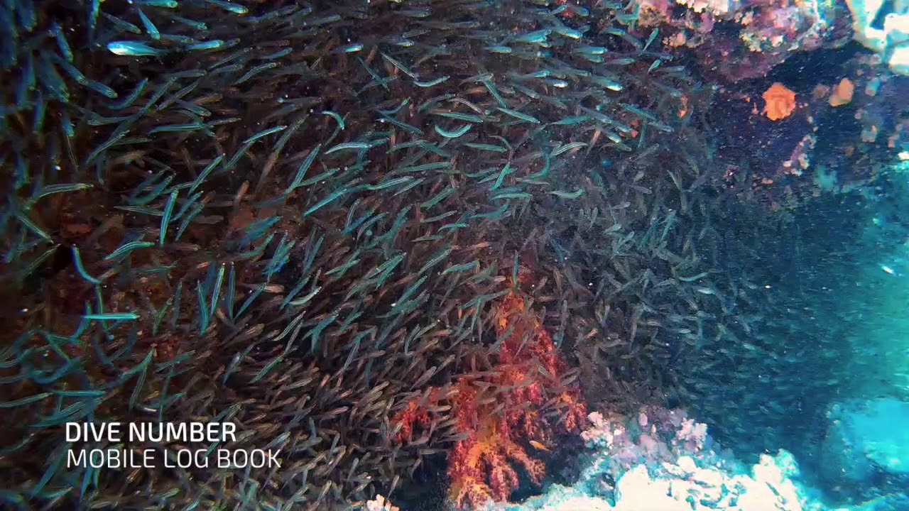 Стая малька в коралле. glas fish YouTube