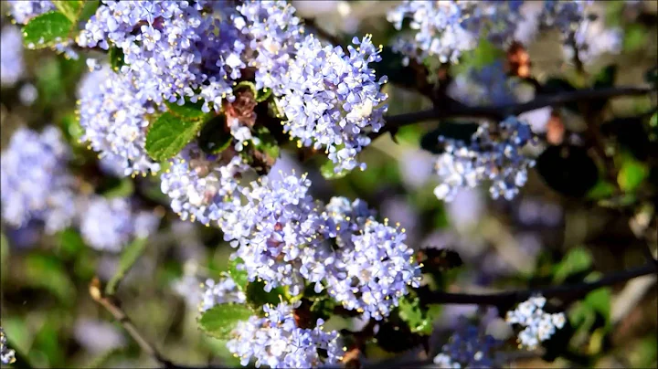 Ramona Lilac in Bloom All Over San Diego, California in March