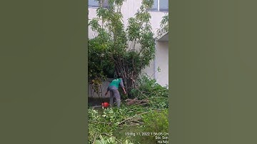 Dịch vụ cắt cành, tỉa, cưa cây trên cao chuyên nghiệp ở Hoài Đức, Hà Nội - 096.217.8669 #Hoài_Đức