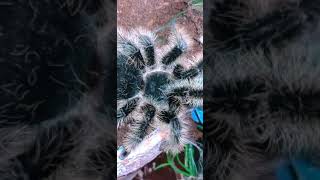 Curly Hair Tarantula Scratching Her Spoody Booty ! (Ursula) #shorts
