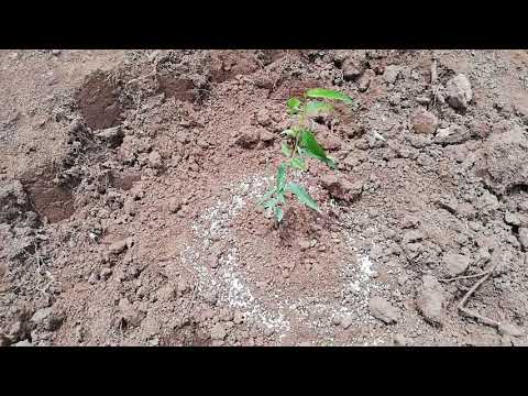 ▷ Consejos expertos para plantar un árbol de durazno en tu jardín