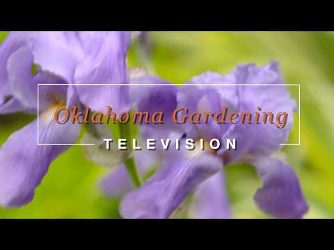 Video: Hvad er sød iris - Lær om brogede søde irisplanter