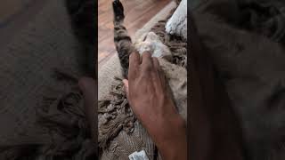 I got rejected by my cat