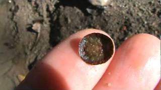 Water pennies