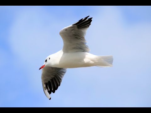 28.09.2020. Основы физиологии и иммунологии. Разновидности иммуноглобулинов. Антитела. Антигены.