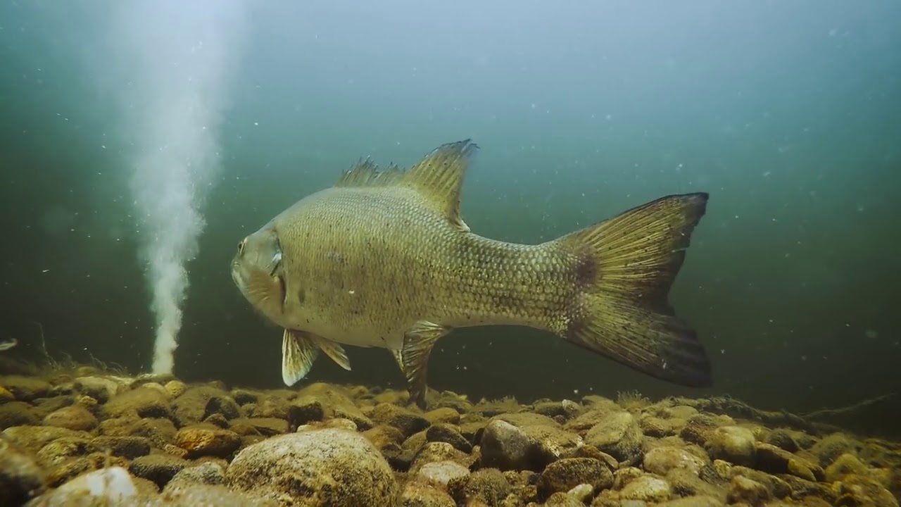 ★迷你釣具★美國誘雲BaitCloud ＜ 超神誘魚球 ＞下水像發泡碇一樣不斷產生大量氣泡，讓您能清楚看到誘餌所在位置！