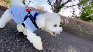 Lura's Walk_L054＃犬＃ペット＃愛犬＃ルラウォーク＃ビションフリーゼ＃bichon frisé＃お散歩＃ルラ＃ワンコ＃小型犬＃dog＃walk#walking#もふもふ＃ふわふわ