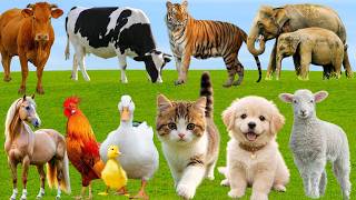 🌿 Discover Lovely Farm Animals: Horse, Pig, Duck, Cow, Sheep, Cat Dog – Relaxing Countryside Sounds screenshot 2
