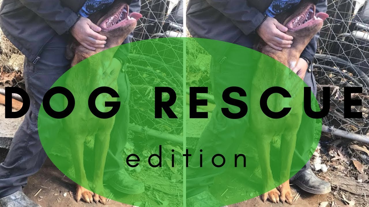 thanksgiving and being thankful to give - dog rescue edition - YouTube