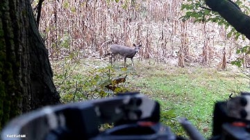 Crossbow Doe Kill Using Ravin R10 And Tactacam SLO-MO, 100 to 75 to 50 to 25%. BOLT WENT CLEAN THRU!