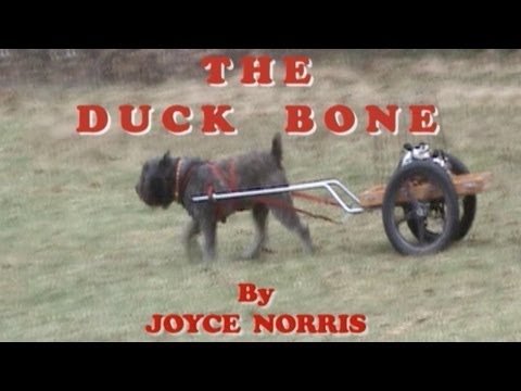 complete-online-training-on-how-to-train-a-dog-to-herd-ducks-for-all-herding-breeds---the-duck-bone