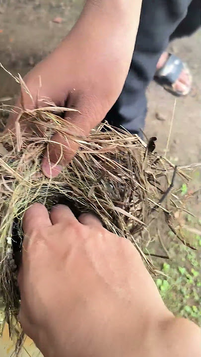 The contents are incredibly abundant, another sparrow's nest has arrived