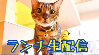 【ランチ生配信11/10】お昼に猫とクリスマスツリーで一息つきませんか？生配信
