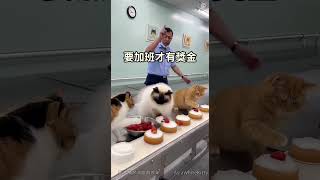 直擊蛋糕廠「員工」的效率... 加班也沒用了吧? #神奇寵物系列