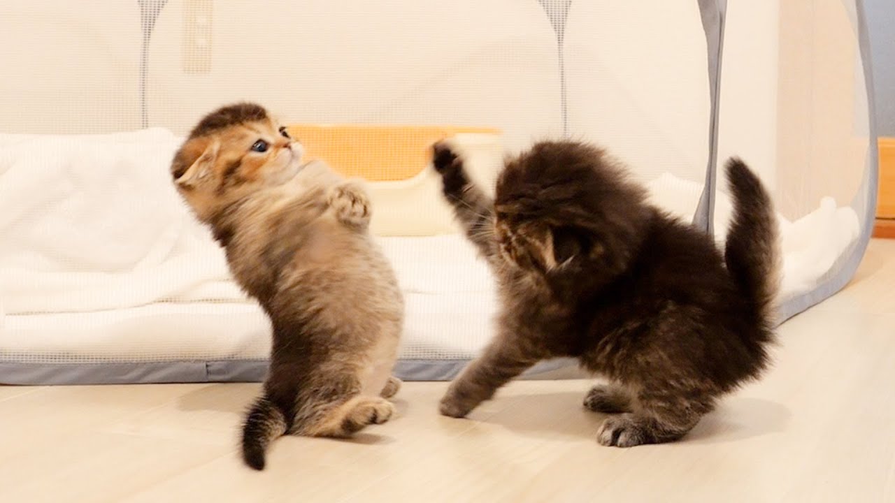 Этот котенок был таким милым, когда увернулся от кошачьего удара и убежал 🤣