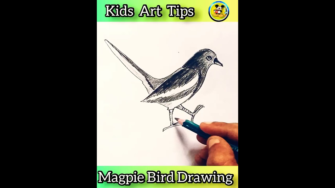 How To Draw Magpie Birds Step By step