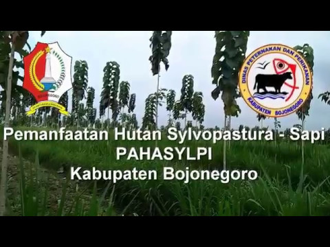 Thumbnail Silvopastura Integrasi Kawasan Hutan Jati Sapi Bojonegoro