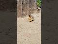 Funny Lazy Meerkat Sitting Like a Human 😂 | Cutest Animal Moment Ever #short #viral #wildlife