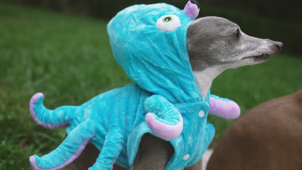 my dogs wearing halloween costumes (2021) YouTube