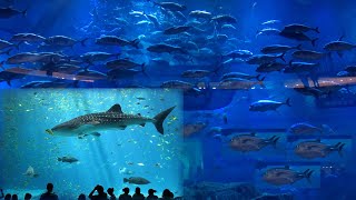 Dubai aquarium| ദുബായ് അക്വാറിയം ...