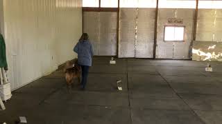 AKC Rally Intermediate Course 5