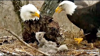 Decorah Eagles- Mom Brings Grasses In Rough Winds