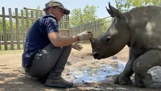 Baby rhino Bula gets a mud spa treat