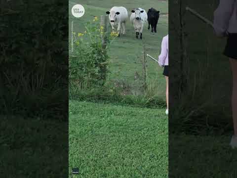 Curious cows enjoy 11-year-old girl playing the flute in Virginia | USA TODAY #Shorts