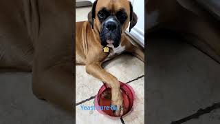 Dog Cure For Paws Yeast. Hot Tea Bag Remedies.