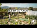 Consigue una Huerta SIN Plagas | Huerta Regenerativa