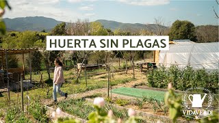 Consigue una Huerta SIN Plagas | Huerta Regenerativa