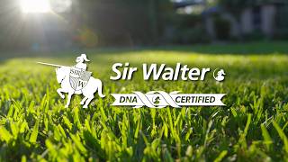 Sir Walter DNA Certified Buffalo Grass: Everything You Need to Know