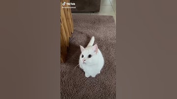 Thumbnail of Cute little pussy cat video Kulikitaka Tono Rosario song