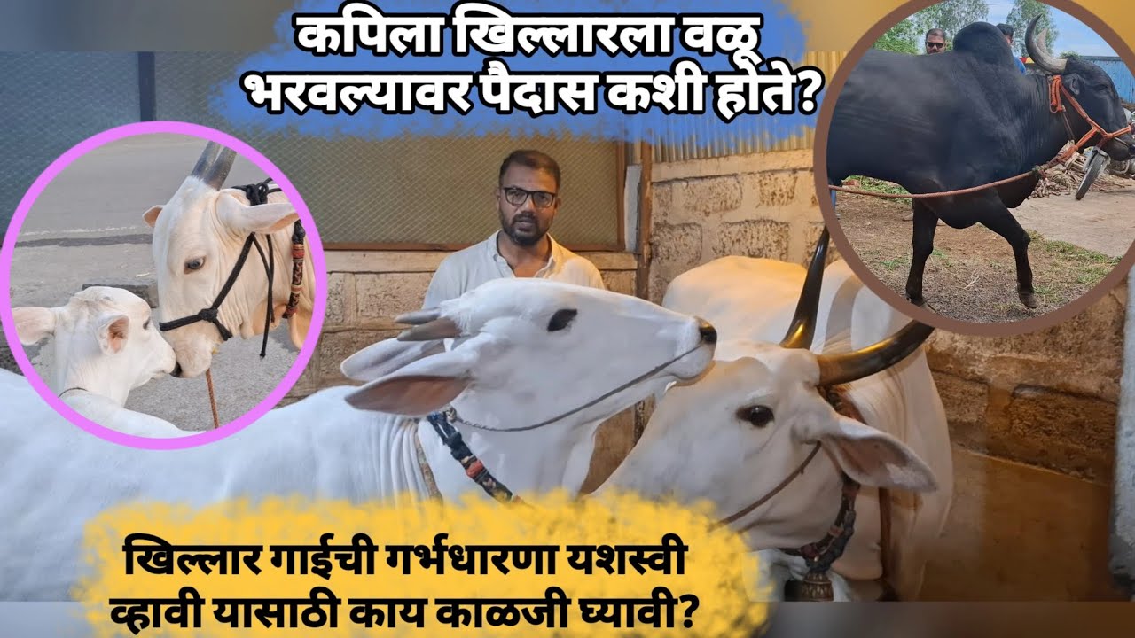 कपिला खिल्लारला वळू भरवल्यावर पैदास कशी होते? 🤔 | खिल्लार  संगोपन | कपिला खिल्लार | Malkarfamily 