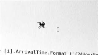 Teasing the Spider || ViralHog Massive Spider Flees From Food Viralhog