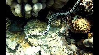 Red Sea Spotted Snake Eel: with THE DEE'S