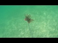 hawaiian sling spearfish lionfish grand bahama