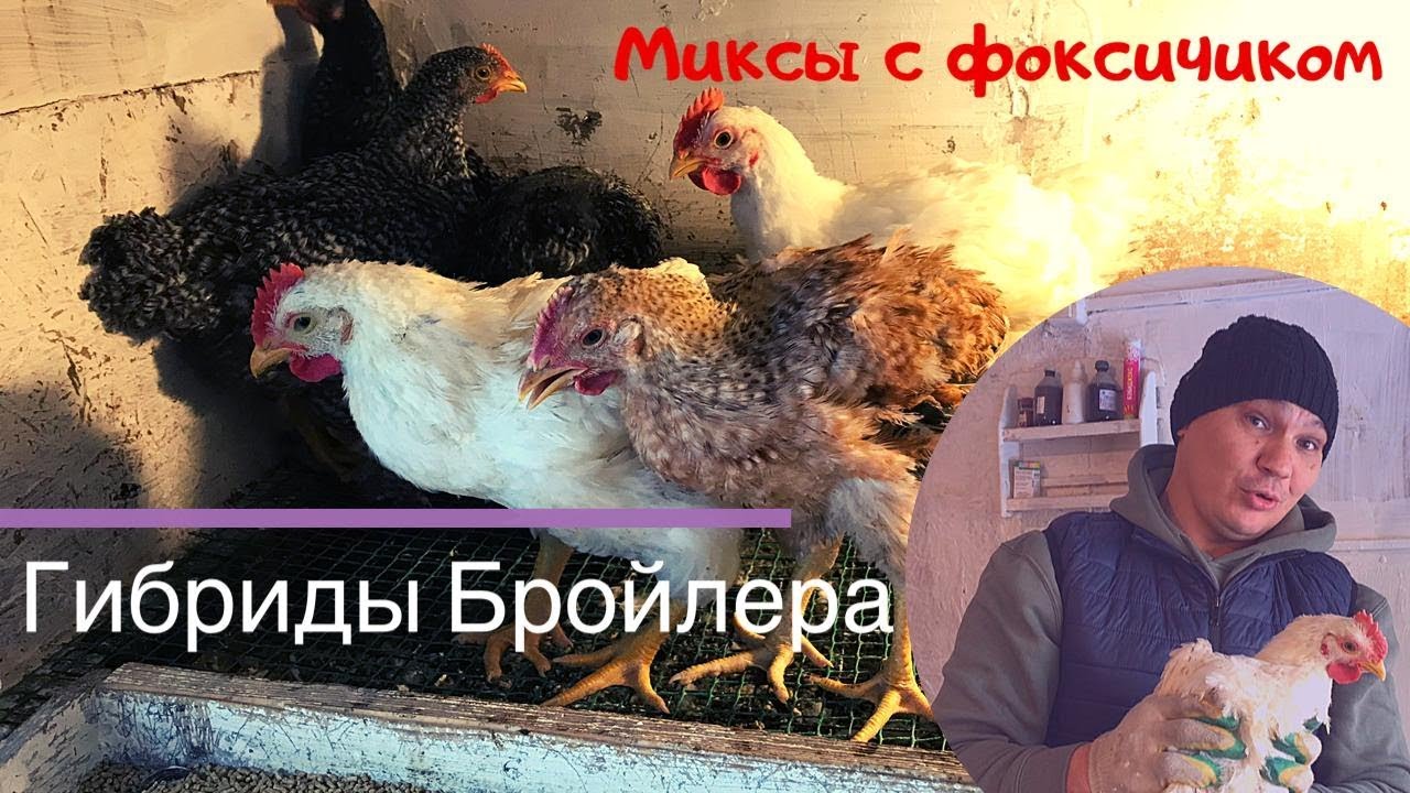 Гибриды Бройлера.  Микс с фоксичиком.  45 дней