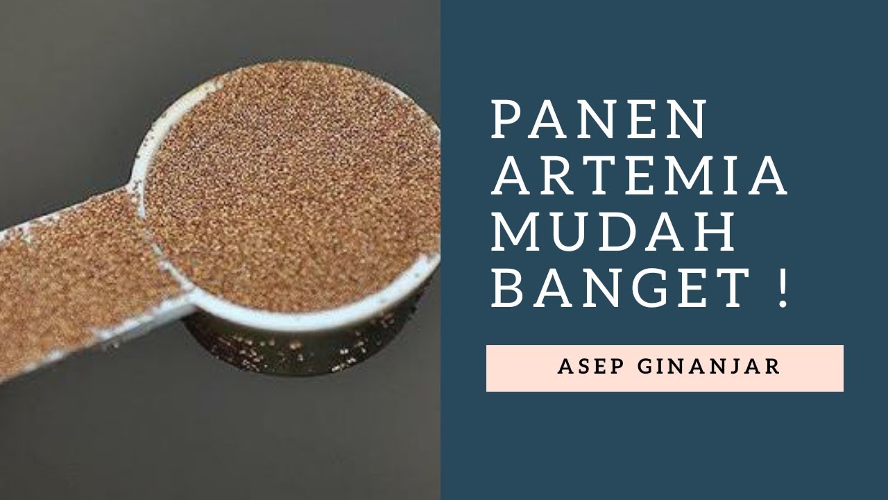 Cara Panen Artemia, Gak Nyangka Jadi Sebanyak Ini ! 