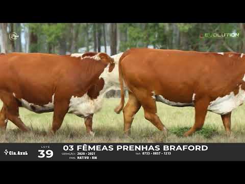 LOTE 39   TAT 0753, 0837, 1215 F Braford