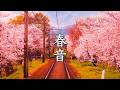 春曲メドレー【Relax Piano BGM】静かな午後の癒し時間（作業用・睡眠用・リラックス音楽）